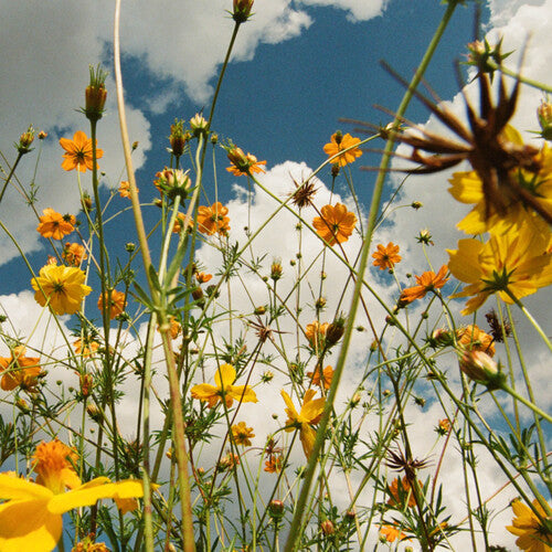 Tasha/You Are Spring! (Yellow Wildflower Coloured Vinyl) [LP]